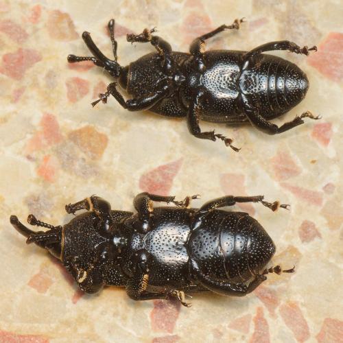 Scyphophorus acupunctatus